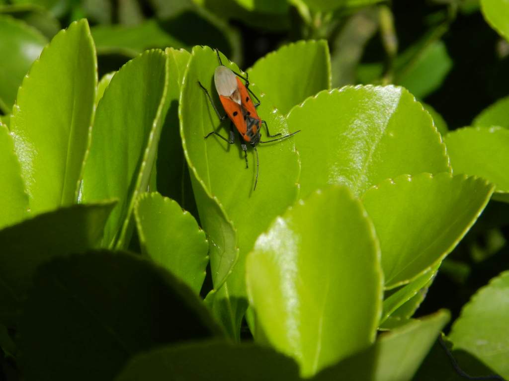 Pianta da determinare